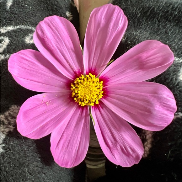 🌸 Bundle & Save 🌸 - Picture 2 of 16